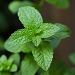 Peppermint Oil