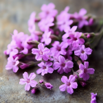 Verbena Oil