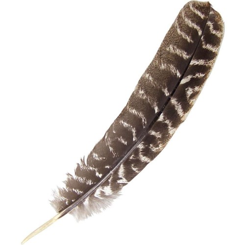 Turkey Feather - Smudging Feather, Sage Smudge